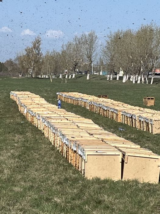 Пчелопакеты пчелы