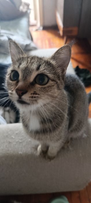 Кошечка а добрые руки