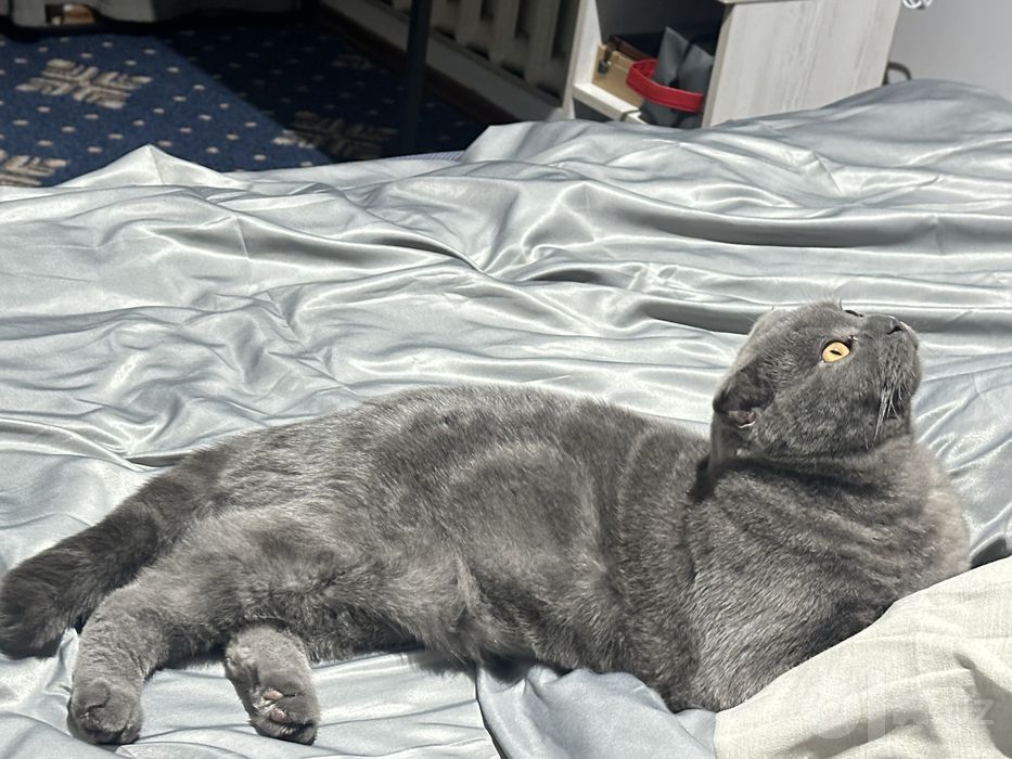 Вязка ,шотландская вислоухая кошка (Scottish Fold)