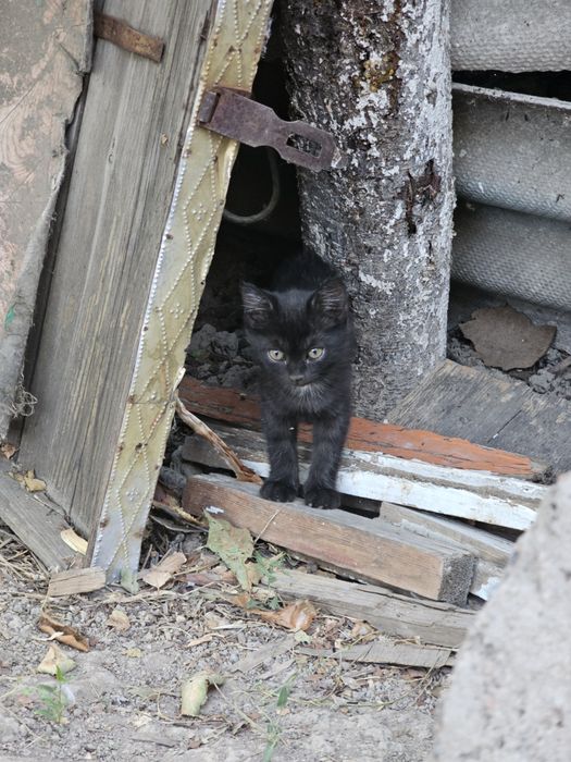 Котята породистые