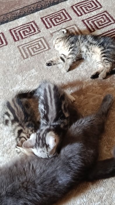 Вислоухие котята