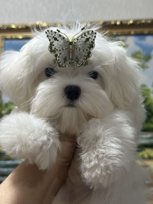 Супер малыши мальтезе