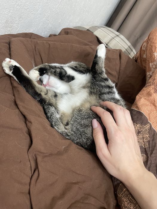 Отдаем кошечку в добрые руки