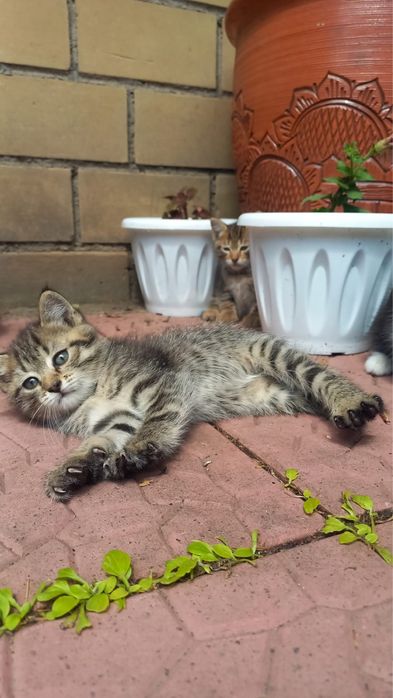 Котята в добрые руки