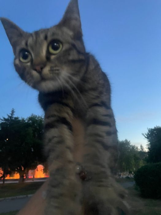 Котёнок в добрые руки!