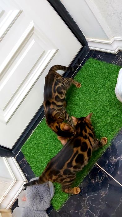 Редкие Бенгалы- шоу класс! Котята