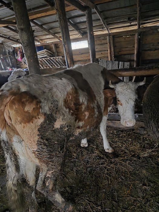 Vaca gestanta de 9 luni