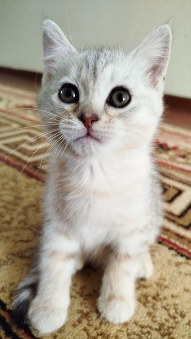 Продаются котята
