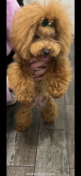 Той Пудели Ред Априкот