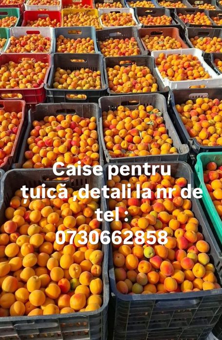 Vând caise pentru tuica