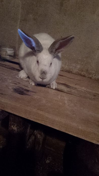 Кролики , порода барашки