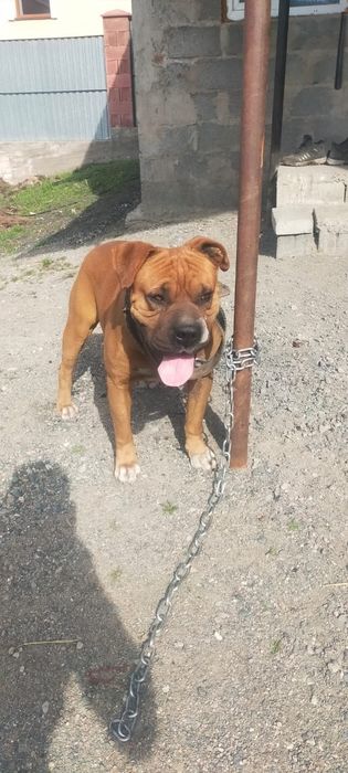 Продам кобеля немецкий Баксер