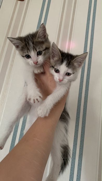 Котята бесплатно
