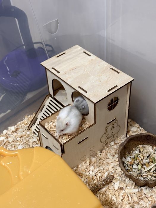 Хомяк джунгарика