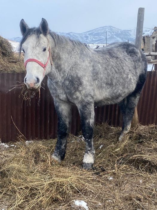 Першерон айғар сатылады.