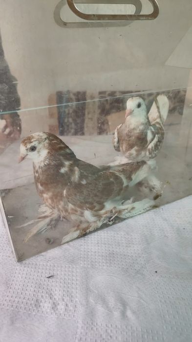 Голуби, вольные, летные, с игрой