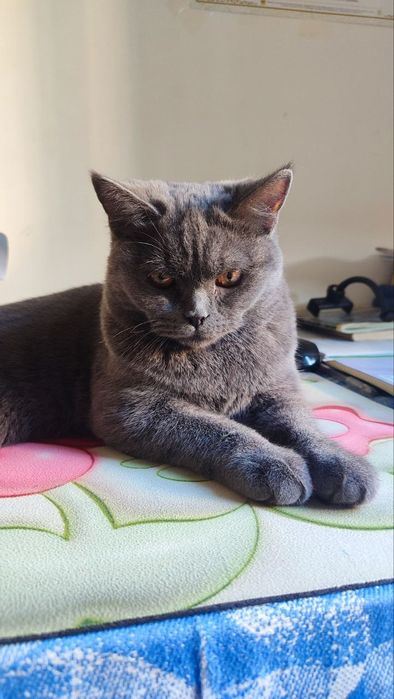 Вяска учун эркак мушук. Британский.