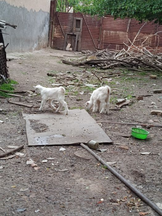 Продаётся молодые козочки вместе козлятами