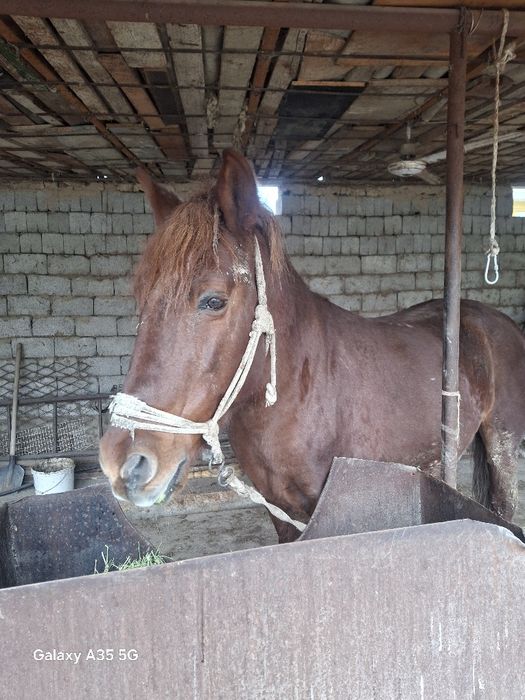 Айғыр сатылады срочно ақша керек