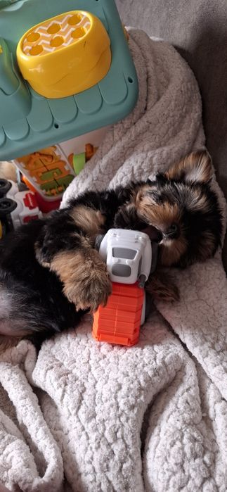 Йоркширский терьер щенки с документами