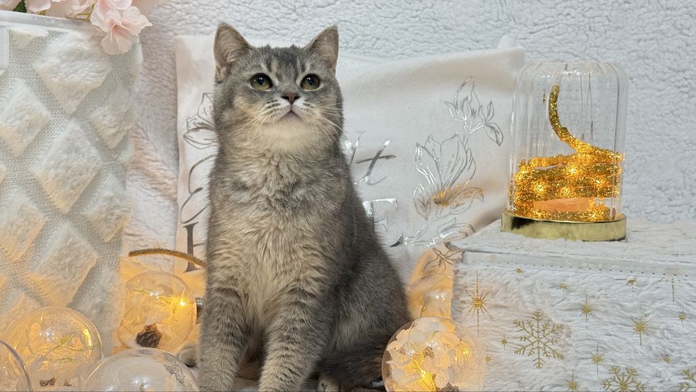 Девочка британка