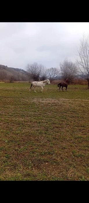 Vand iapa buna de căruț și doi mânji