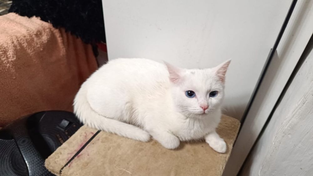 Белая девочка кошечка