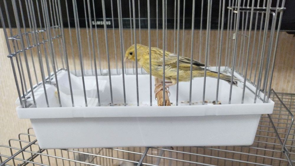 Канарейка сотилади