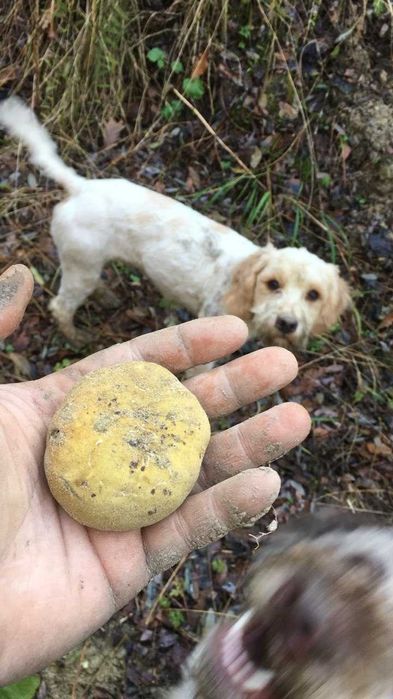 Donez catei pentru trufe