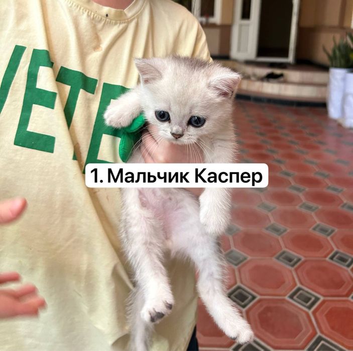 Продаются британские чистокровные котята