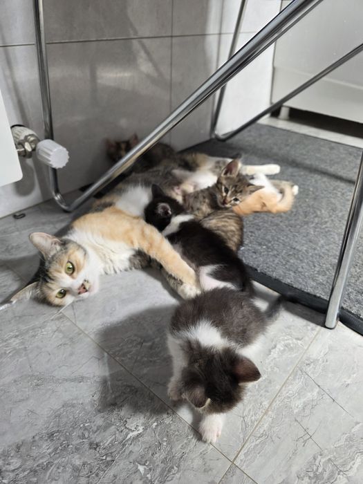 Отдам котят даром