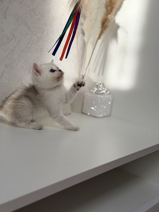 Котята серебро шиншилла