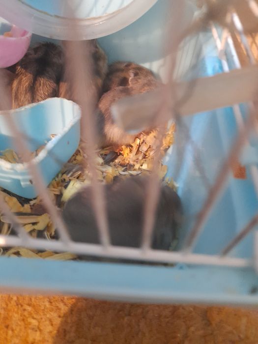 Хомяки джунгарские продам