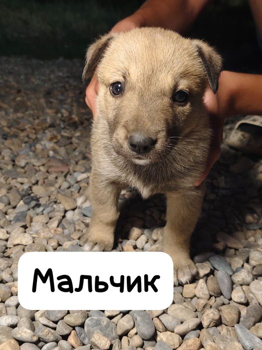Отдам в хорошие руки