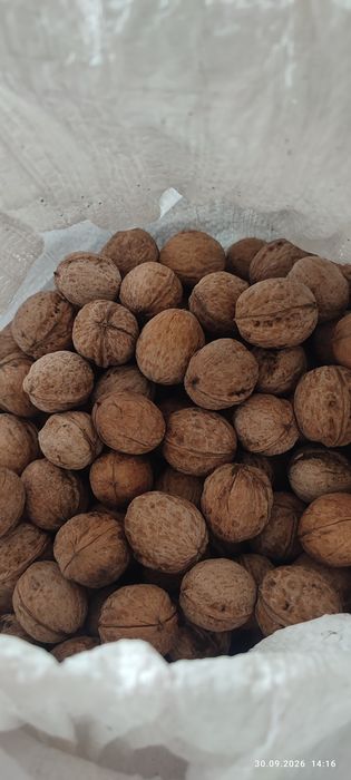 Продам грецкий орех