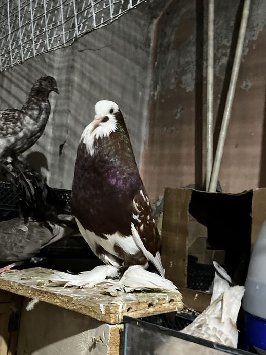 Голубь дутыш (самец)