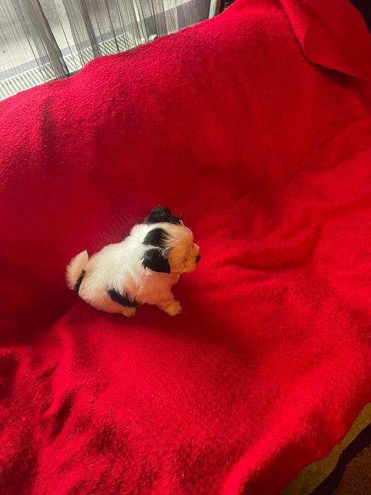 Bichon Havanez/Baiat Bison/Bishon