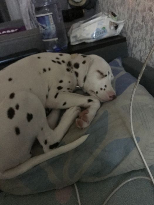 Щенок Далматинец