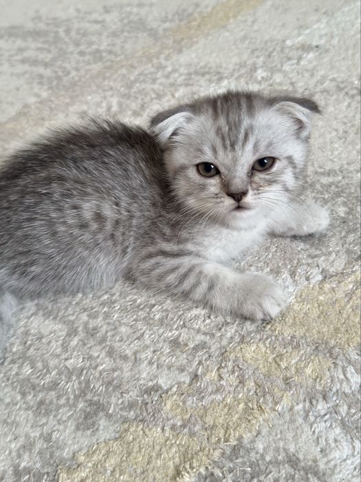 Шотландские вислоухие котята