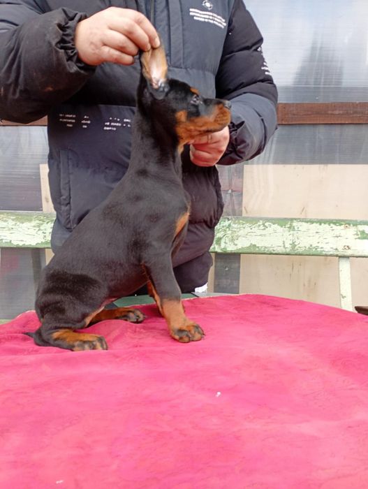 Родословни доберманчета