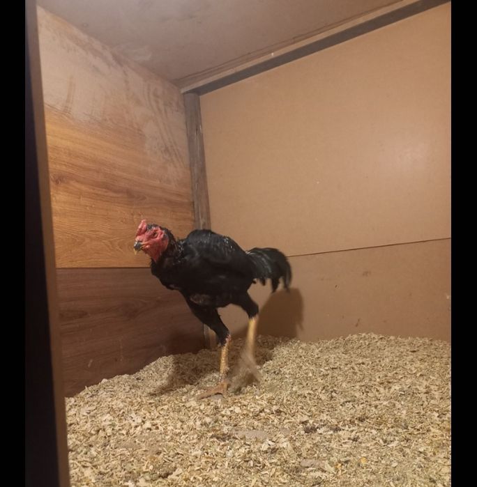 Тулек сатылад 1,5 жылдык