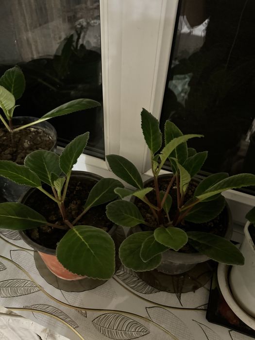 Продам домашние цветы