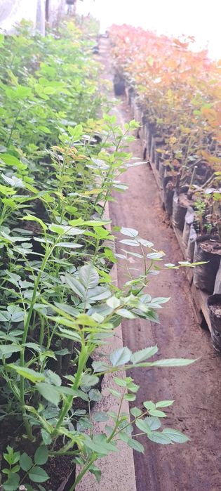 Саженцы Роза кошеттери