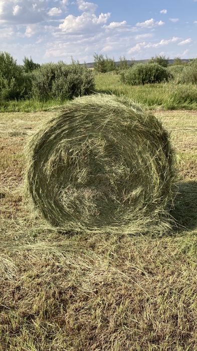 Продаю сено рулоны тюки