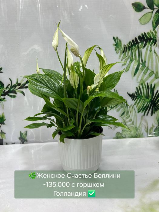Женское счастье (спатифиллум) и мужское счастье( антуриум).