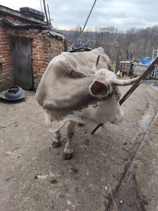 Vaca tânără de vanzare