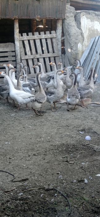 Продам серых гусей .