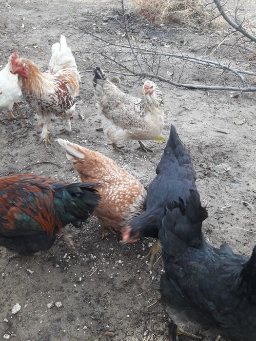 Продам куры домашние.