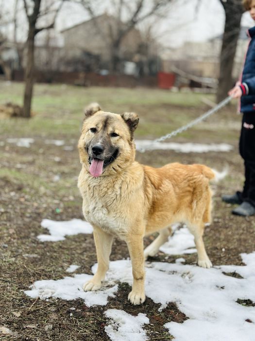 Диего! Алабай ищет семью. В хорошие руки