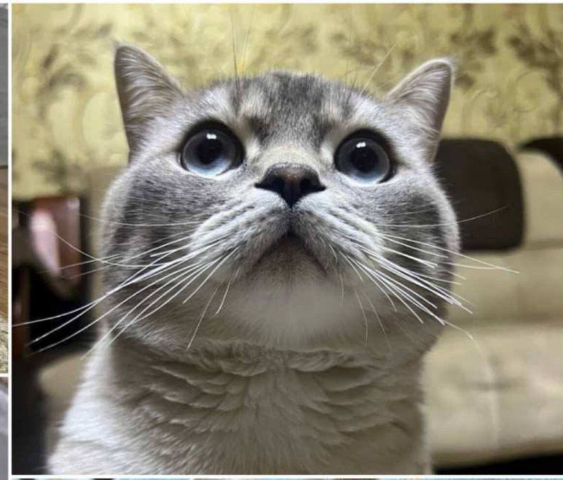 Вяскага тоза мушук бор